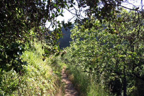 Seeing the Chaparral for Earth Day