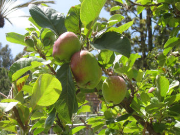 Exploring the Herb Garden at the Getty Villa