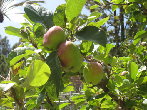 Exploring the Herb Garden at the Getty Villa