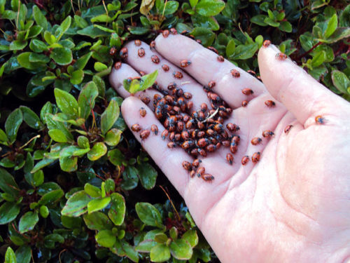 Ladybugs in the Central Garden
