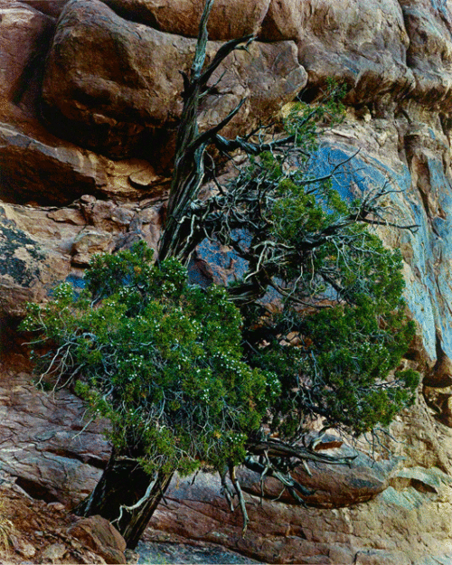 Finding the Grace in Trees
