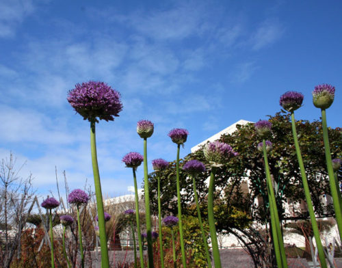 The Moment of Alliums