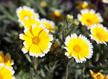 For California Gardeners, Winter Is the New Summer