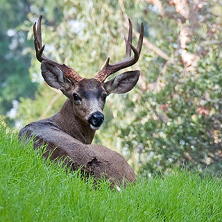 Getty Voices: A Young Buck on a November Morning