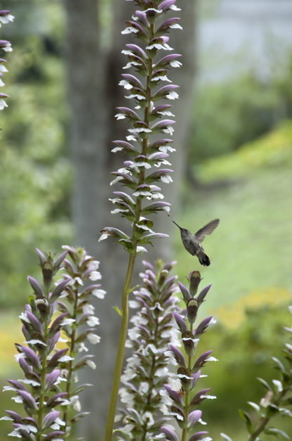 Getty Voices: The Waltz of the Hummingbirds