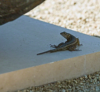 Getty Voices: Getty Gone Wild