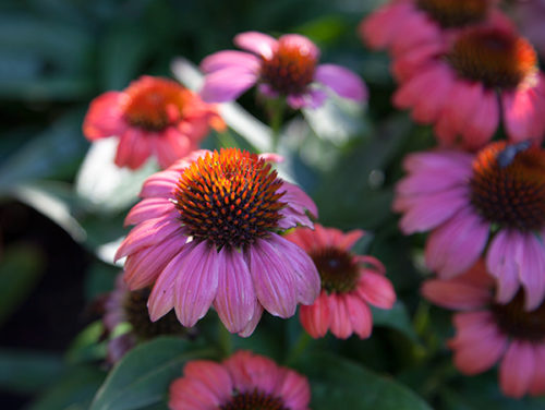 September in the Central Garden