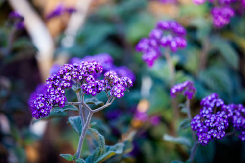 Sniff Your Way through the Getty Gardens