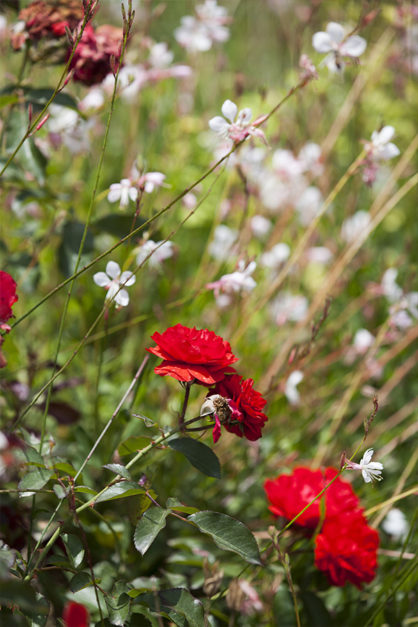 Summer in the Getty Garden