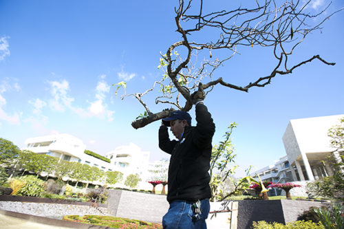 A Tree Gets Its Wings