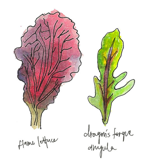 The Personalities of Salad Greens, Captured in Watercolors