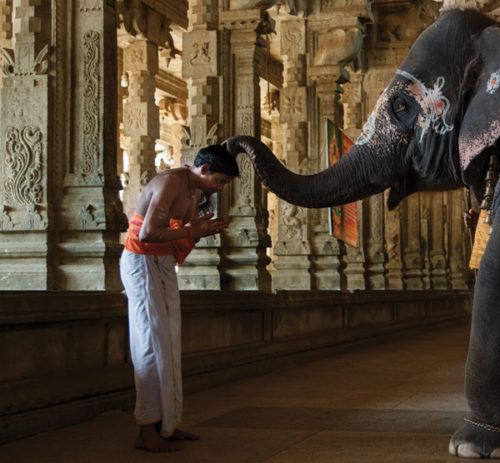 Are India’s Elephants Blessed Creatures or Indentured Servants?