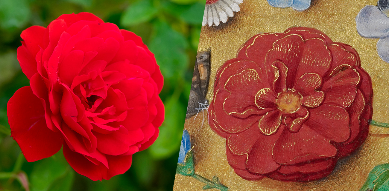 Red Rose form the Getty's gardens and a Red rose from a Renaissance Manuscript