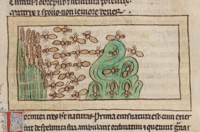 The Monstrous Ant of the Medieval Bestiary