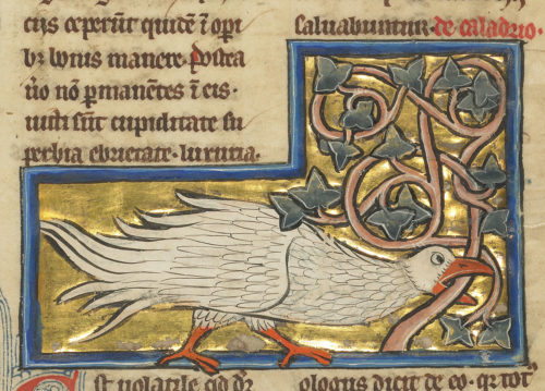 The Caladrius, Harbinger of Hope or Despair