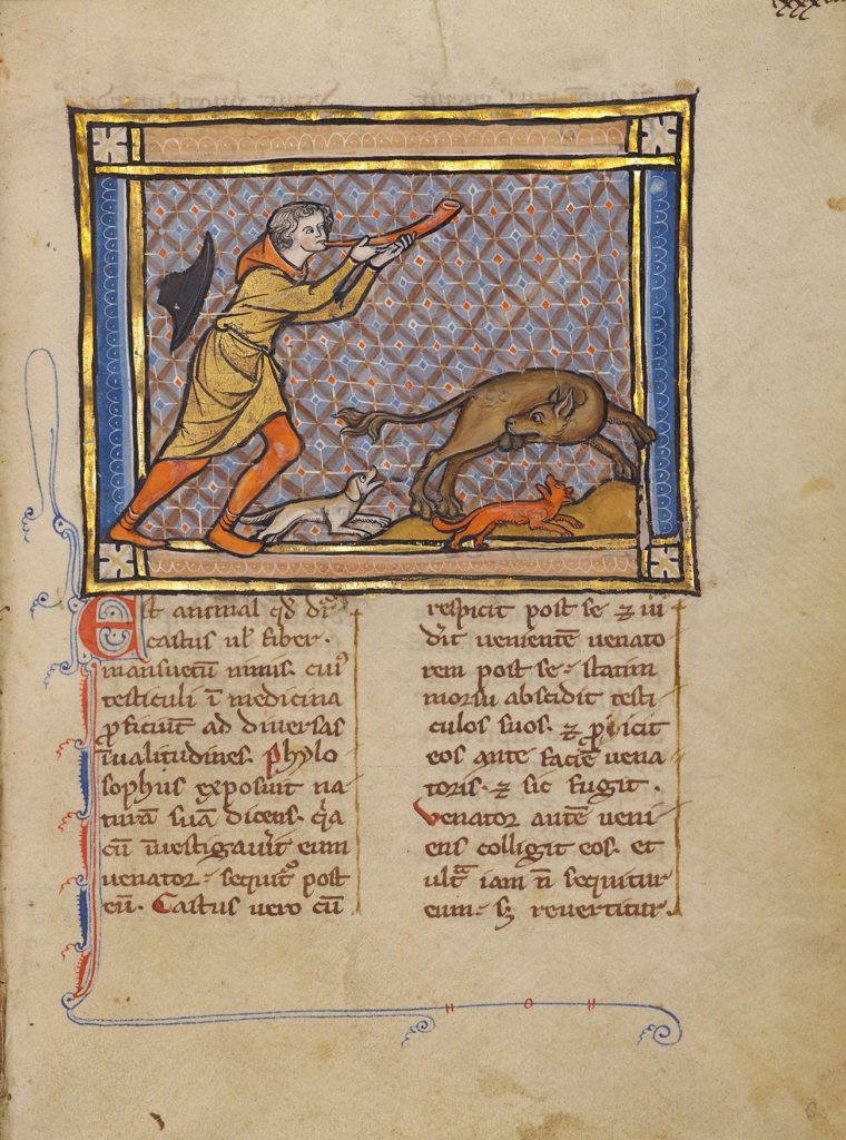 The Treasured Testicles of the Medieval Beaver Getty Iris