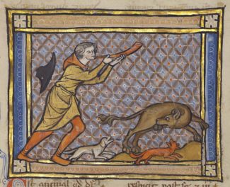 The Treasured Testicles of the Medieval Beaver