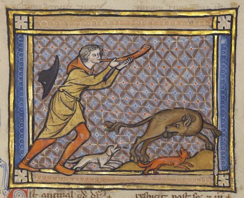 The Treasured Testicles of the Medieval Beaver