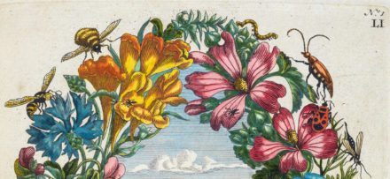 Maria Sibylla Merian, Trailblazing Artist-Scientist of the Seventeenth Century