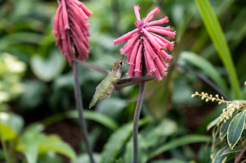 Spring Flowers Are Blooming in the Getty Central Garden