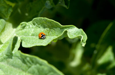 Discover the Ancient and Modern Uses of the Plants in the Getty Villa Herb Garden