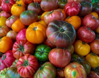 The Art of Gardening: Tomatomania!