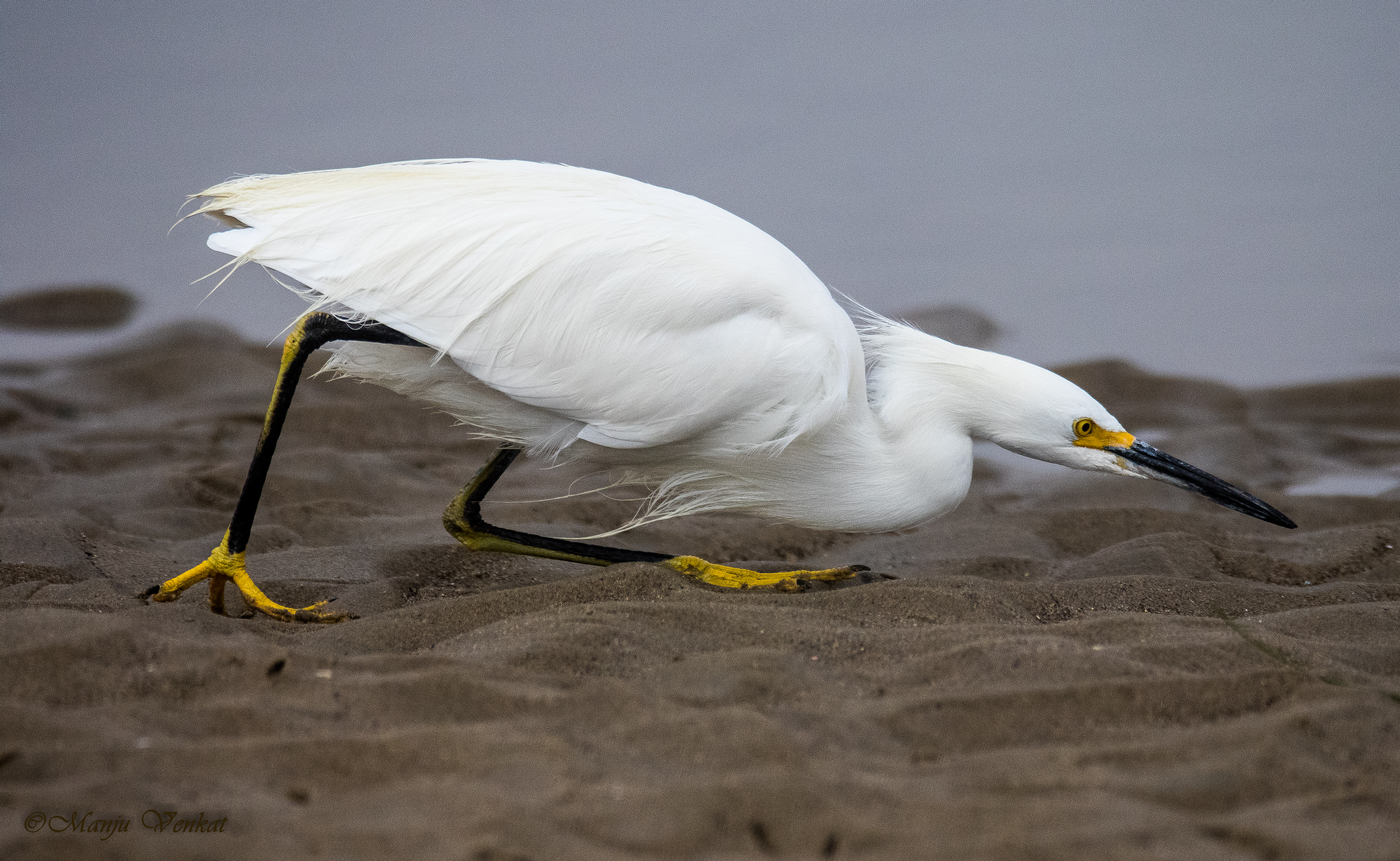 Crouching Egret