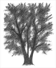 Draw a Tree with Us—It’s Easy!