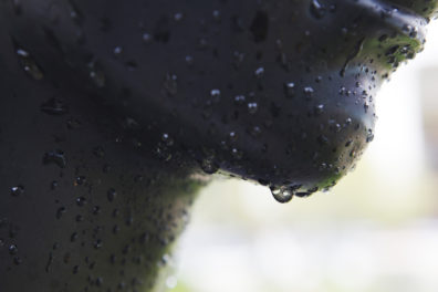 A New Light: 15 Hours in the Getty Villa Gardens