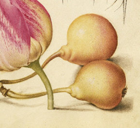 Edible Gardening in the Renaissance