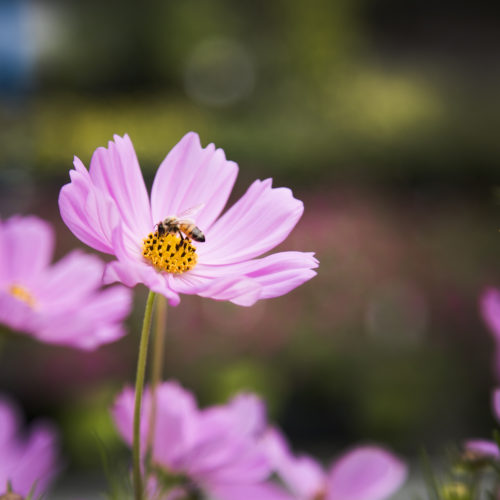 Never-Ending Summer in the Central Garden