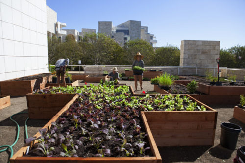 A Salad Garden Grows at the Getty: An Interview with Julia Sherman of Salad for President
