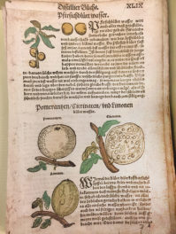 The Origins of Flavored Waters