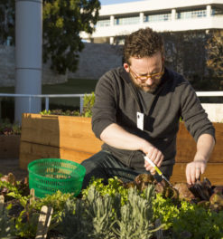 Getty Salad Garden: Julian Hoeber