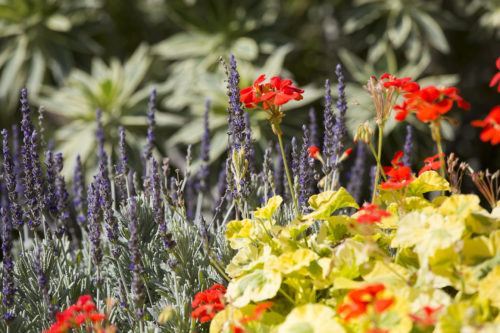 The Inside Scoop on the Getty’s Spring Garden