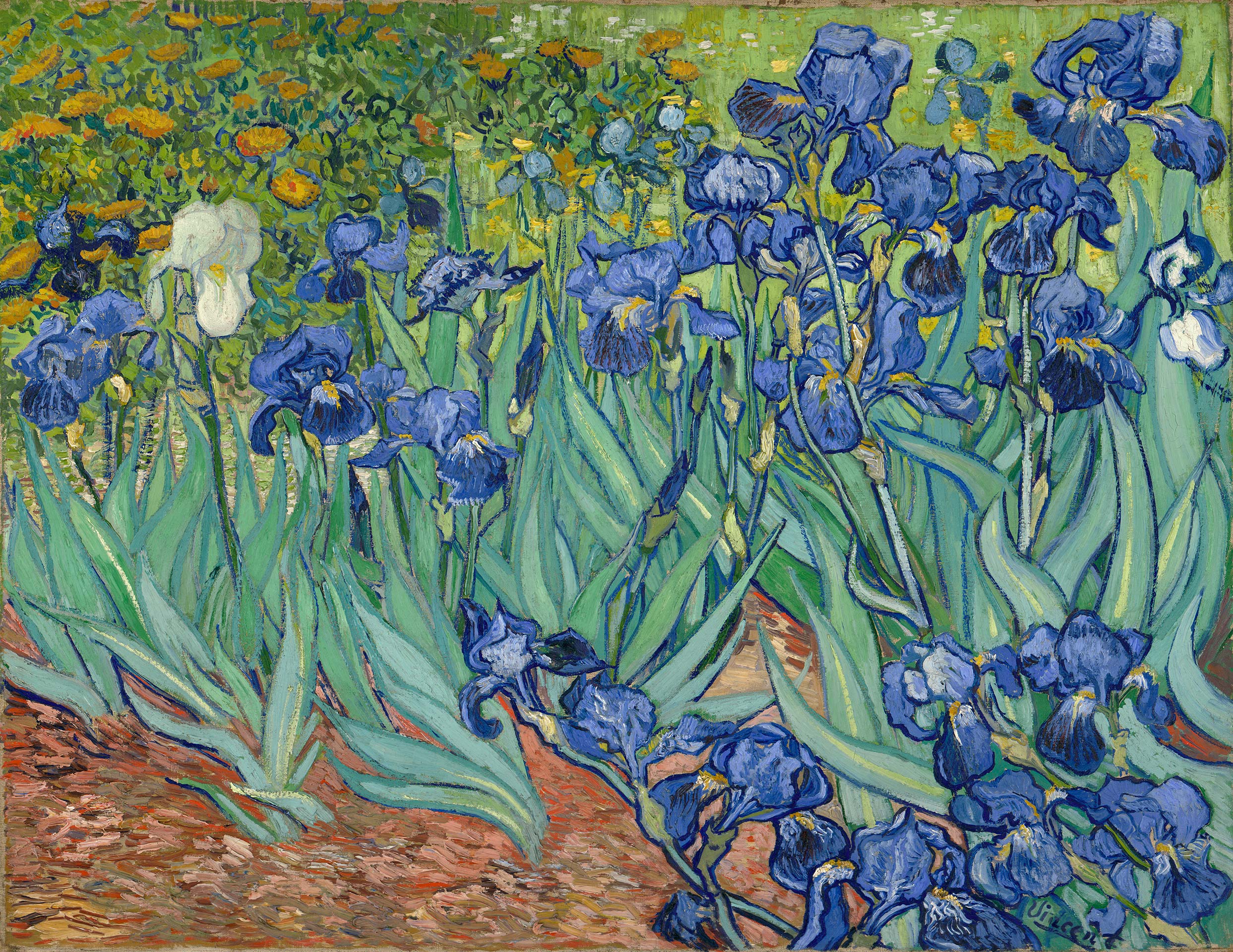 A painting of a close view of a bed of irises. Large blue irises are in the foreground. One white iris stands out on the left.