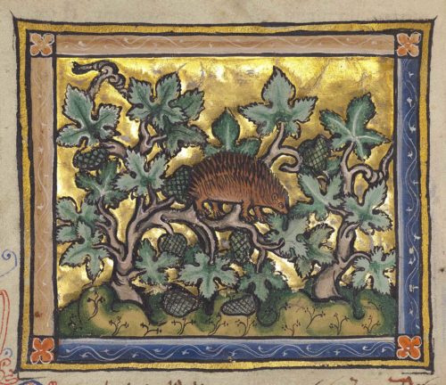 The Hardworking, Homemaking Hedgehog