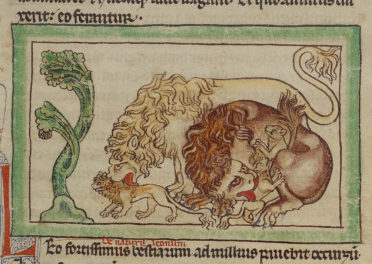 The Laudable Lion of the Medieval Mind