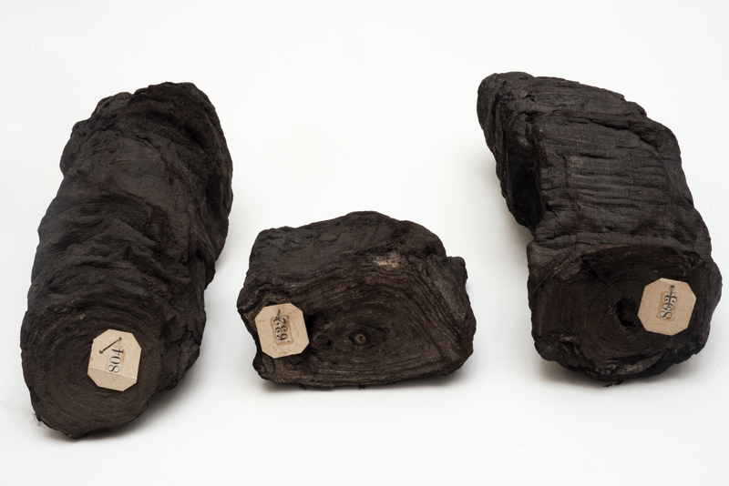 Three Carbonized Scrolls, by 79 AD, Greco-Roman. Papyrus, 2 3/4 × 5 7/8 × 2 15/16 in. Biblioteca Nazionale “Vittorio Emanuele III” Napoli. Image: Su concessione del Ministero per i Beni e le Attività Culturali. All rights reserved. All other use prohibited