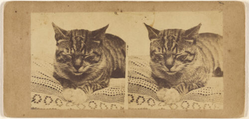 A Selection of Cats From Ancient Art to Present Day