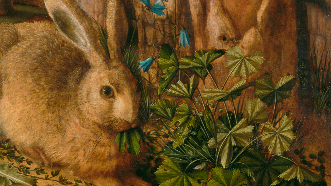 A brown rabbit with long ears muches on leaves from a brilliant green plant.