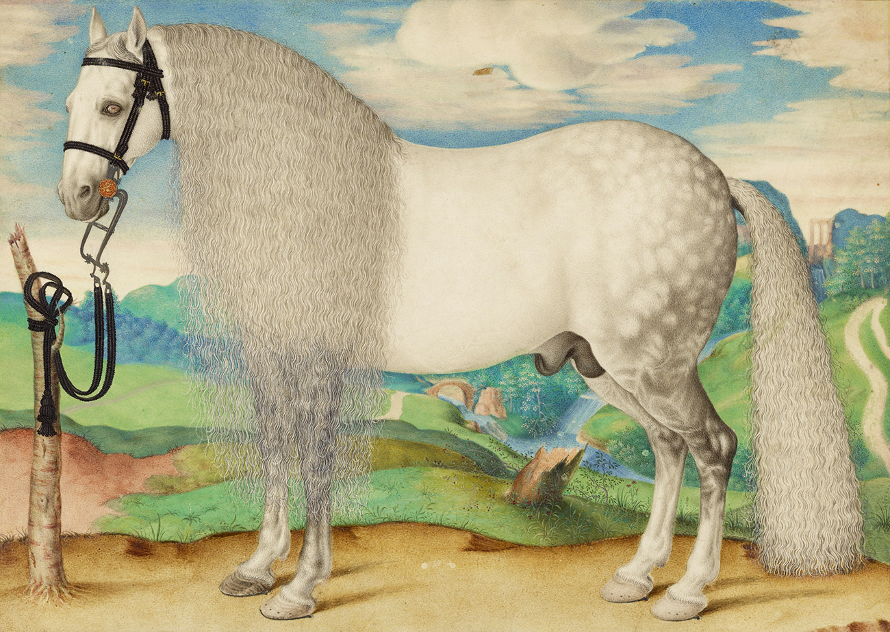 Large white horse with dappled gray hindquarters and a long mane and tail.