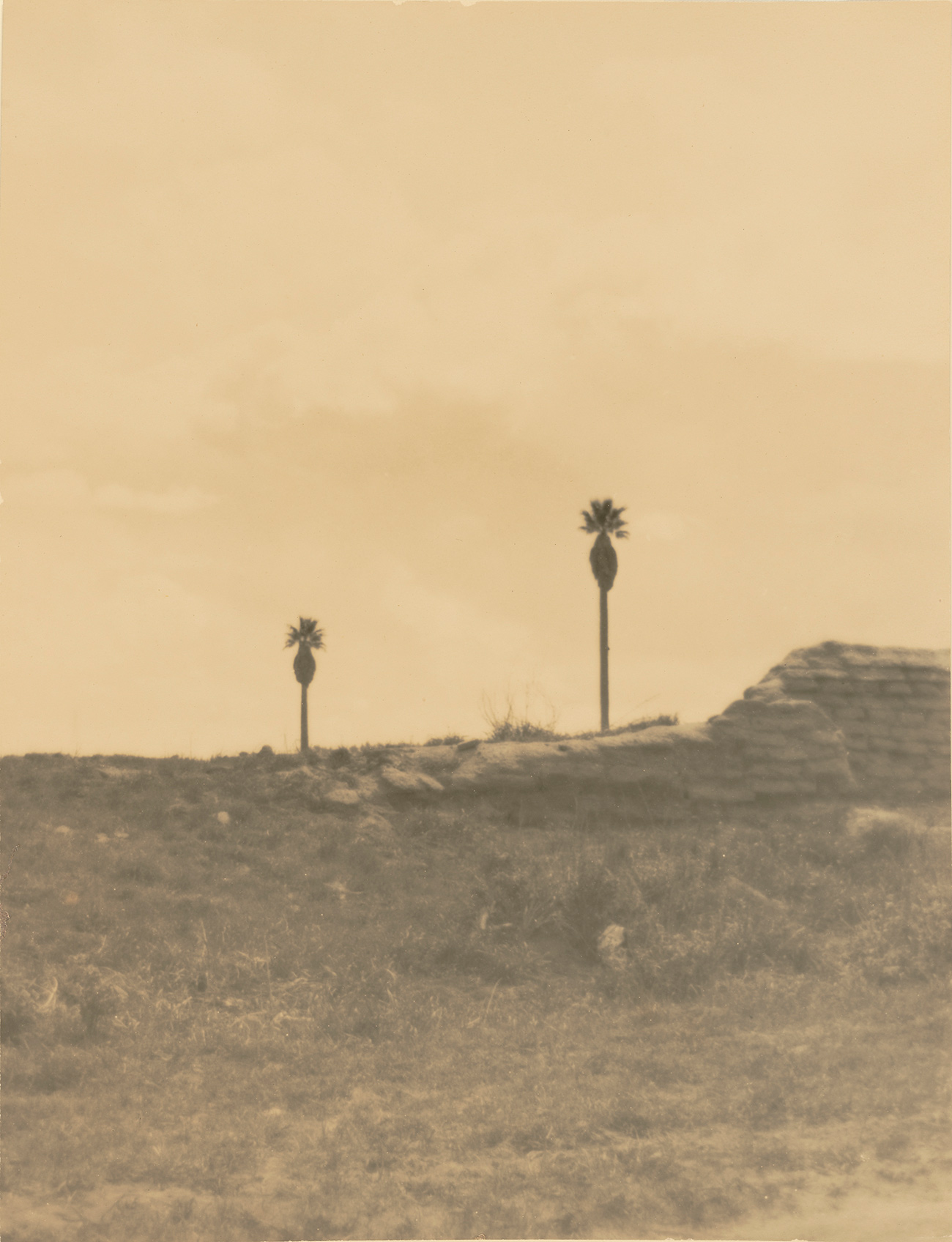 Two palm trees silhouetted on a ridge