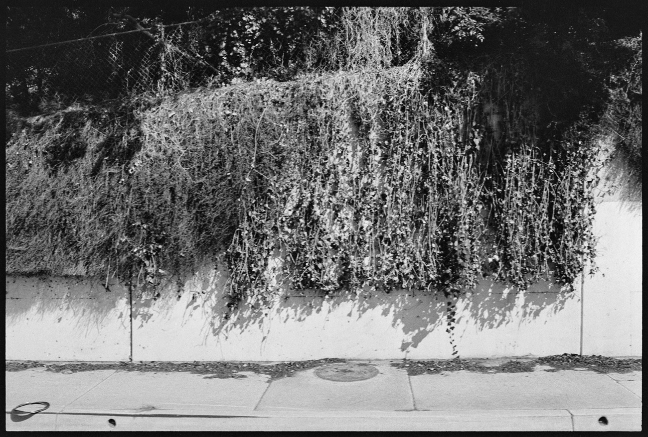 Vines and leafy branches spill over a white wall