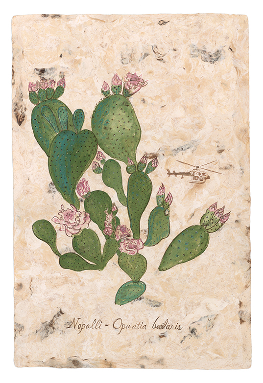 Drawing of a cactus with purple flowers and hand-written text that says Nopalli—Opuntia basilaris