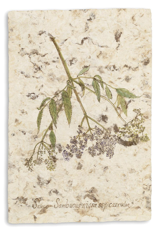 Drawing of a branch with leaves and purple berries with hand-written text that says Sauco Sambucas Nigra