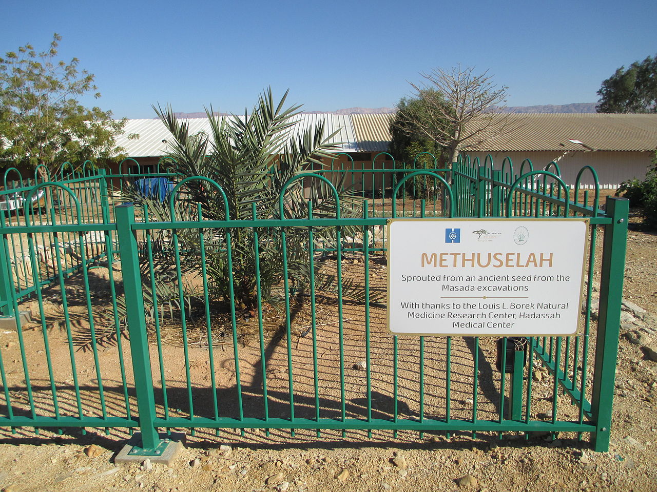 Date trees growing behind green fence, with a sign on the fence that says Methuselah