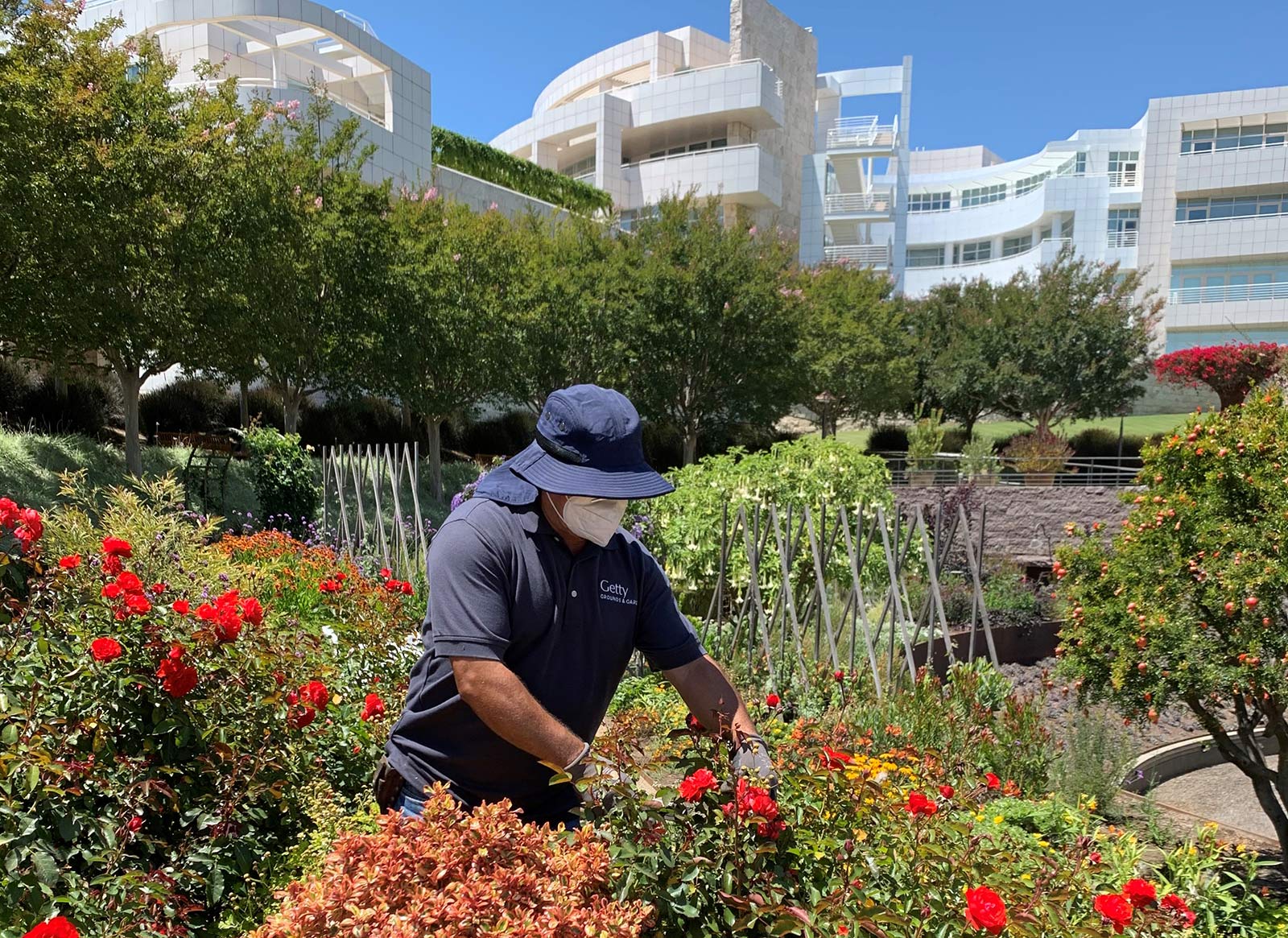 Gardener wearing hat and face mask works in garden, with curving white stone multi-level building in the background