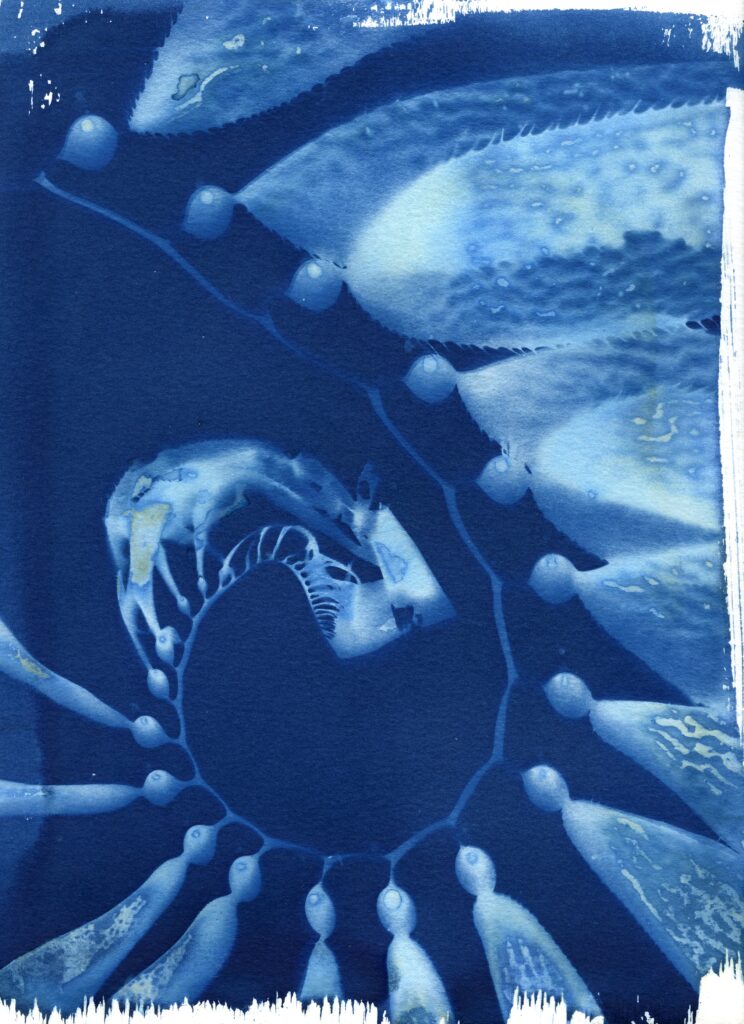 White spiral of kelp on a blue background.