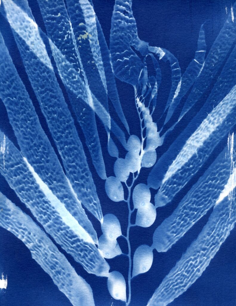 White leaves of kelp against a blue background